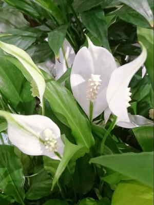 Planta Spathiphyllum, Planta para Regalar, Servicio de Envío Urgente, Flores a Domicilio, Floristería Online, Comprar Flores Online