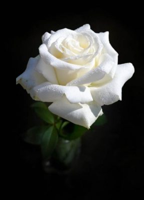 Ramo de 6 Rosas Blancas, Rosas Blancas para Regalar, Arte Floral, Rosas Blancas para Regalar en Nacimientos, Rosas Blancas para Día de la Madre