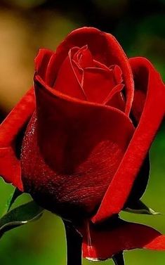 Flores para Sant Jordi, Rosas Rojas Sant Jordi, Flor10, Flores para regalar en Sant Jordi