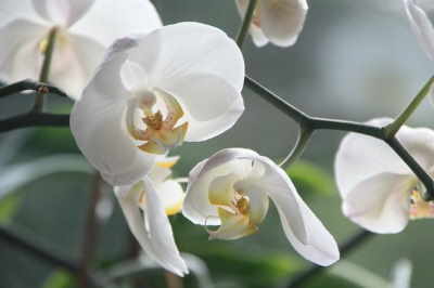 Planta Orquídea Blanca, Plantas de Decoración, Plantas para Regalar, Envíos Florales Urgentes, Floristería Online, Comprar Flores Online
