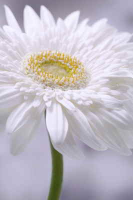 Ramo Flores París, Floristería en Lugo, Flores Blancas para Regalar, Floristería Online, Arreglos Florales, Envío de Flores a Domicilio