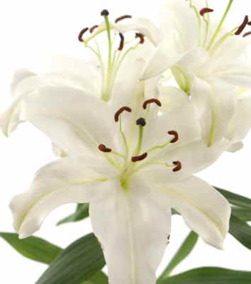 Ramos Flores Finlandia, Floristería Online, Arreglos Florales, Ramos de Flores para Regalar, Flores Blancas, Comprar Flores, Flores en Lugo