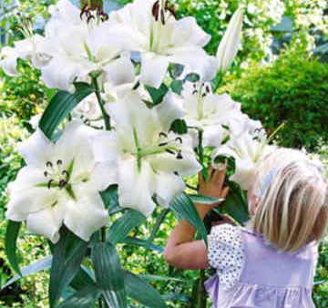 Ramos Flores Finlandia, Floristería Online, Arreglos Florales, Ramos de Flores para Regalar, Flores Blancas, Comprar Flores, Flores en Lugo